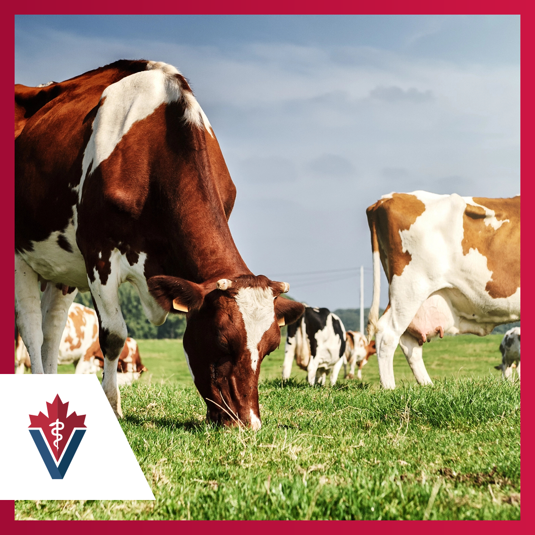 Cows grazing, Animal Health Week 2024