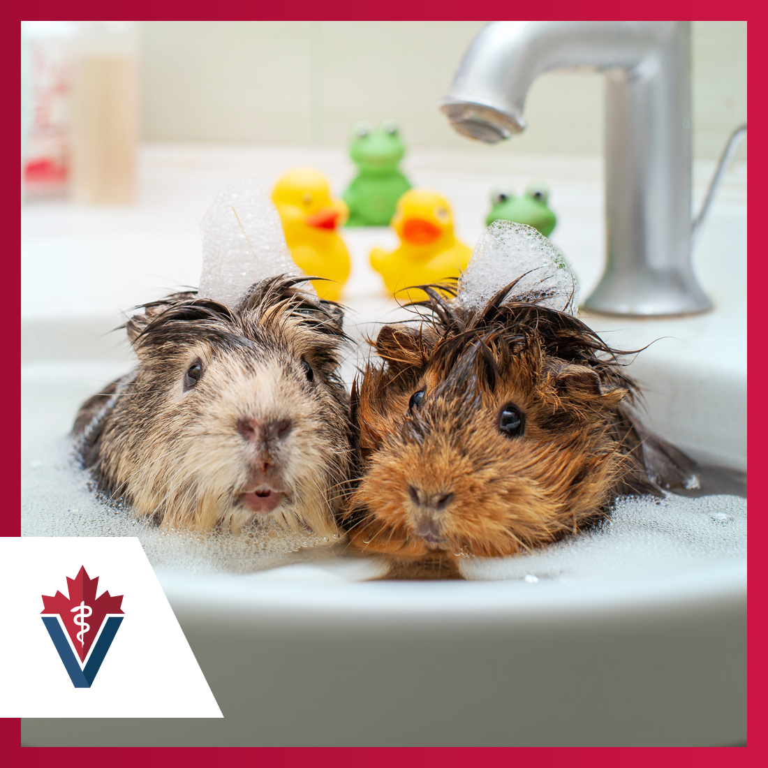 Hamsters taking a bath, Animal Health Week 2024